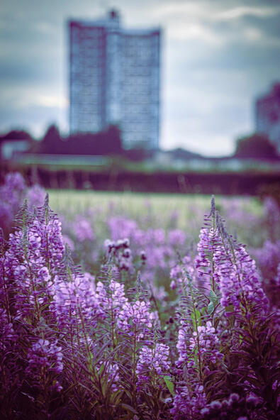 Retro flowers
