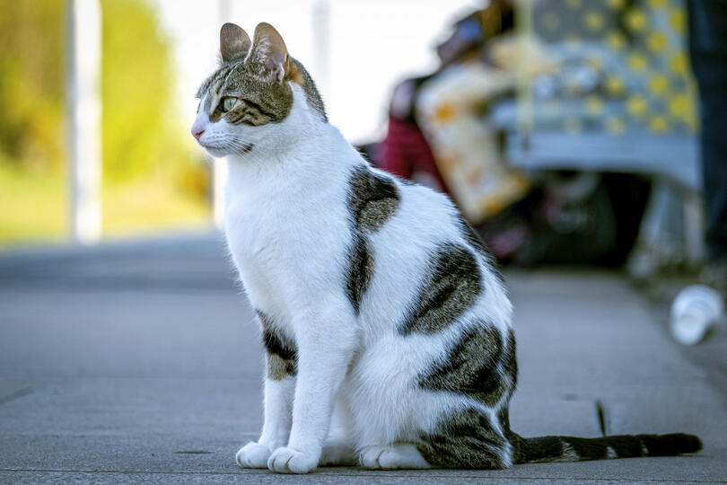Shadowmoss Tram Cat
