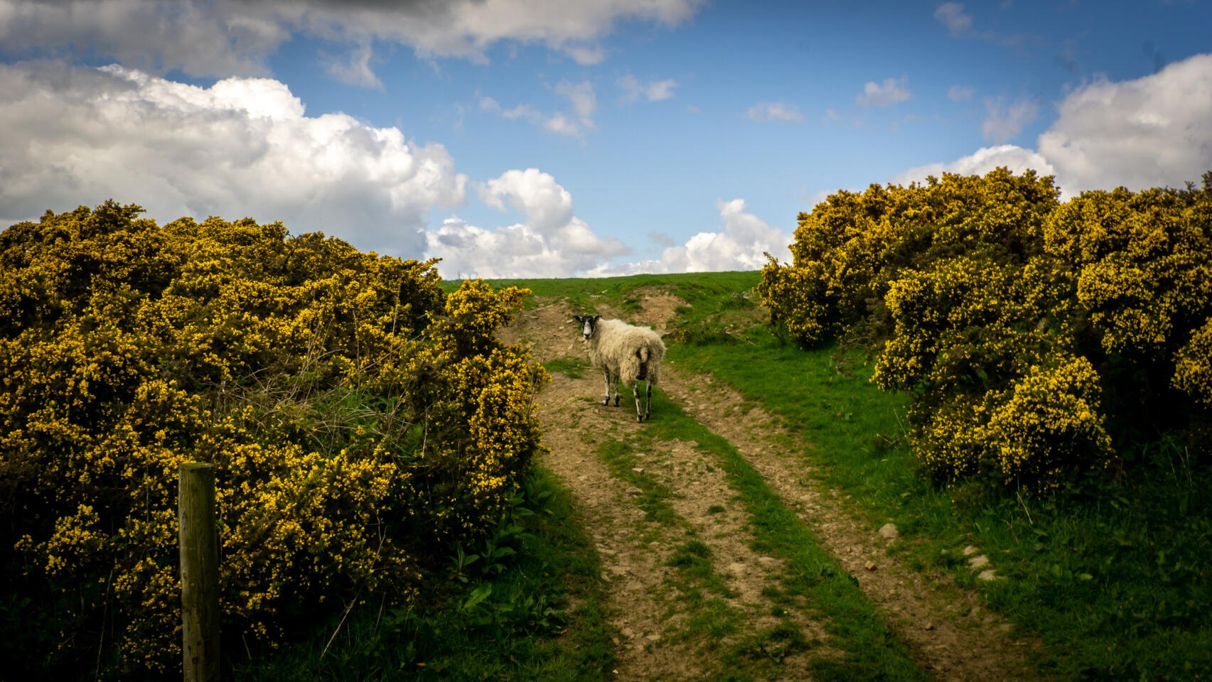 Sheep on the Peaks